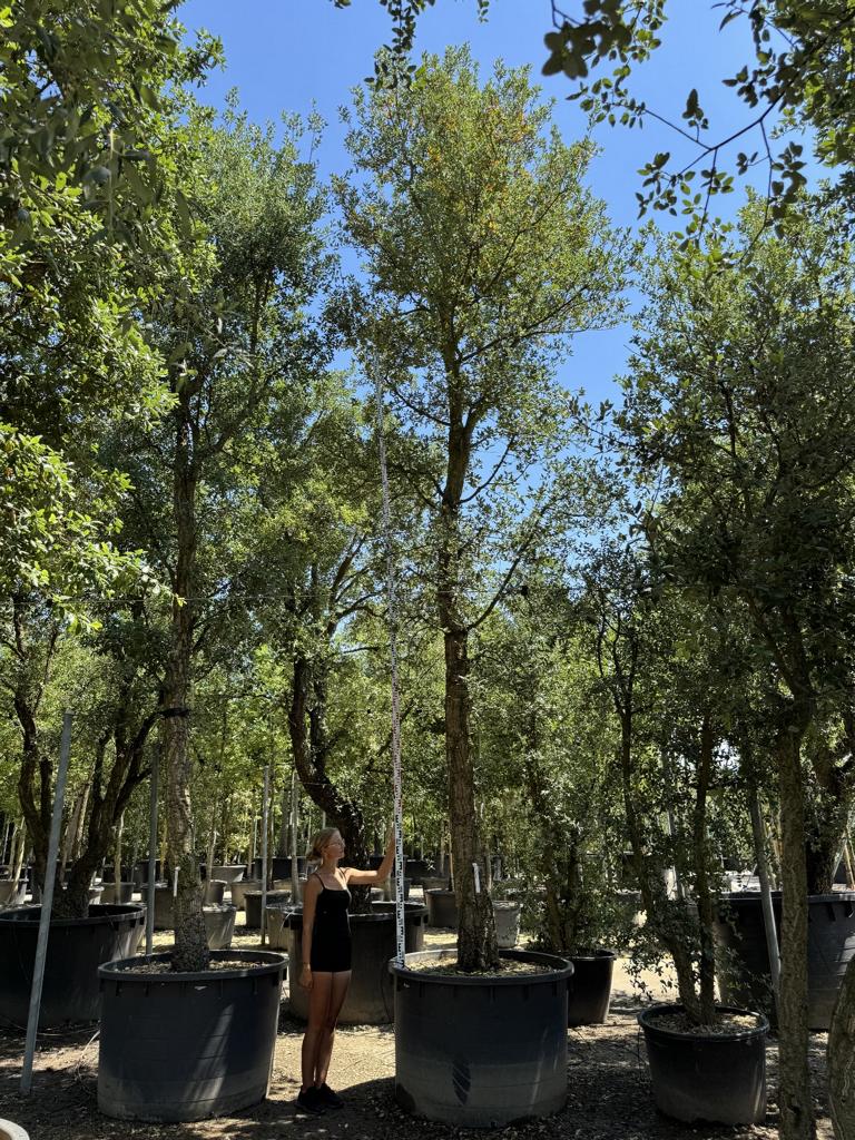 Quercus suber