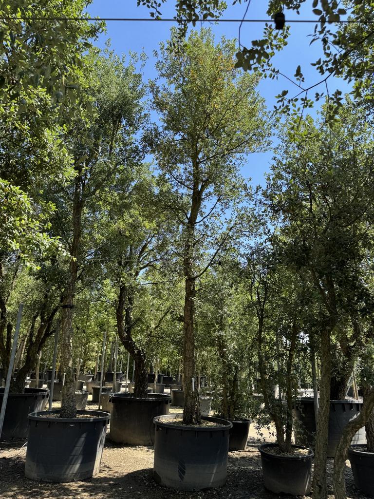 Quercus suber