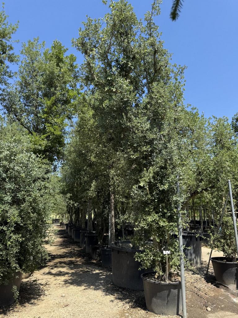 Quercus suber
