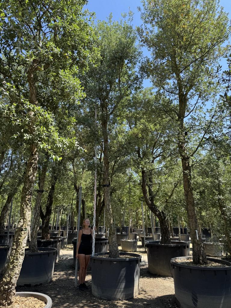 Quercus suber