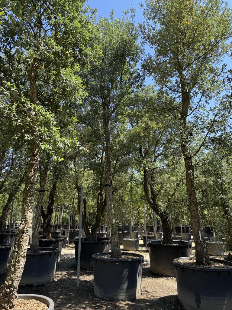 Quercus suber