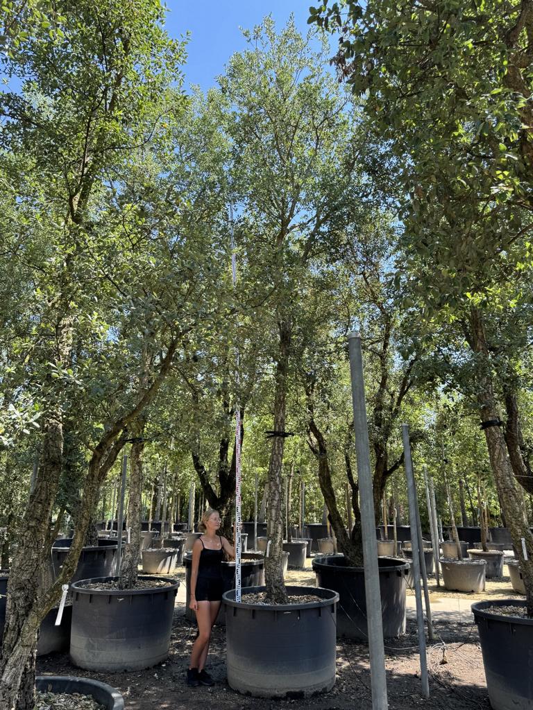 Quercus suber
