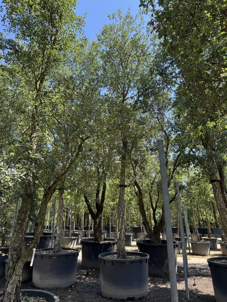Quercus suber