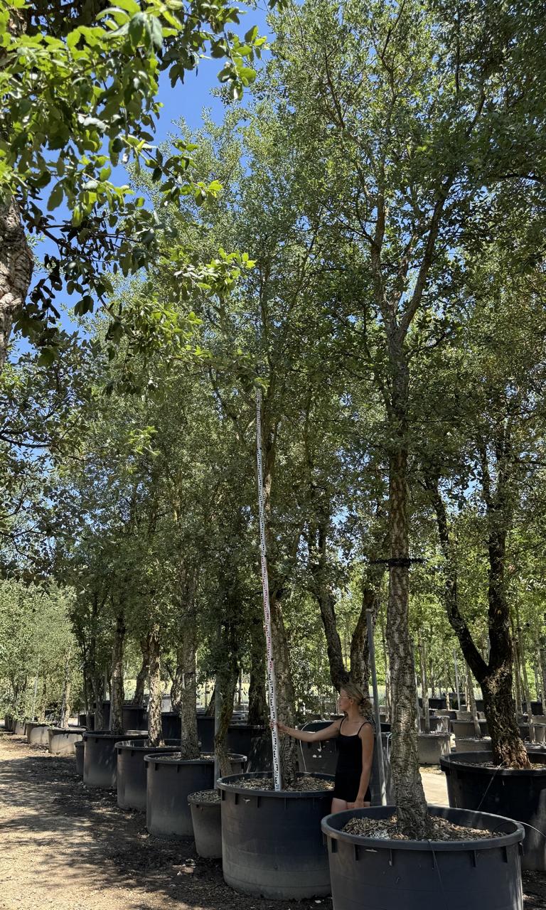Quercus suber