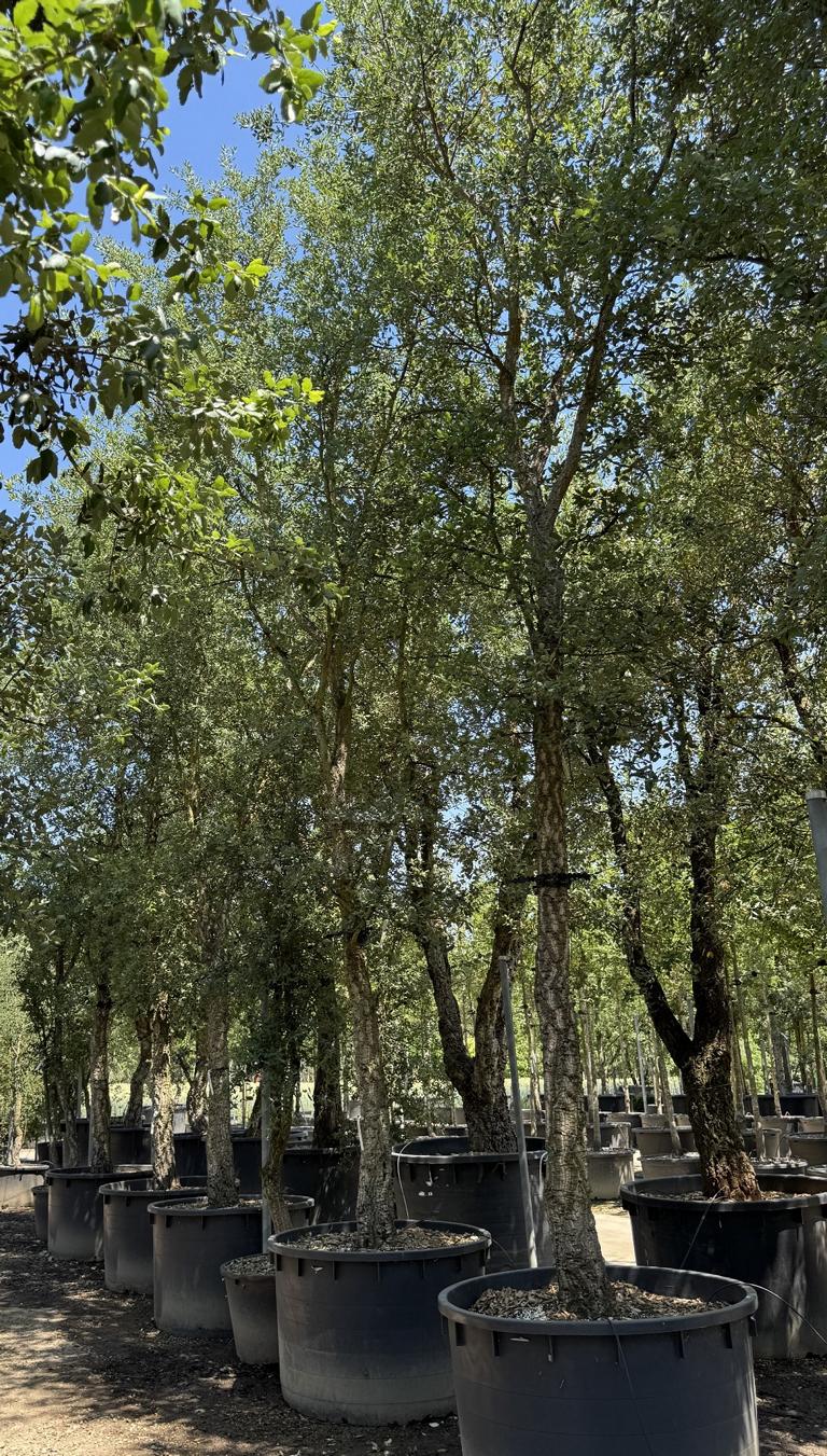 Quercus suber