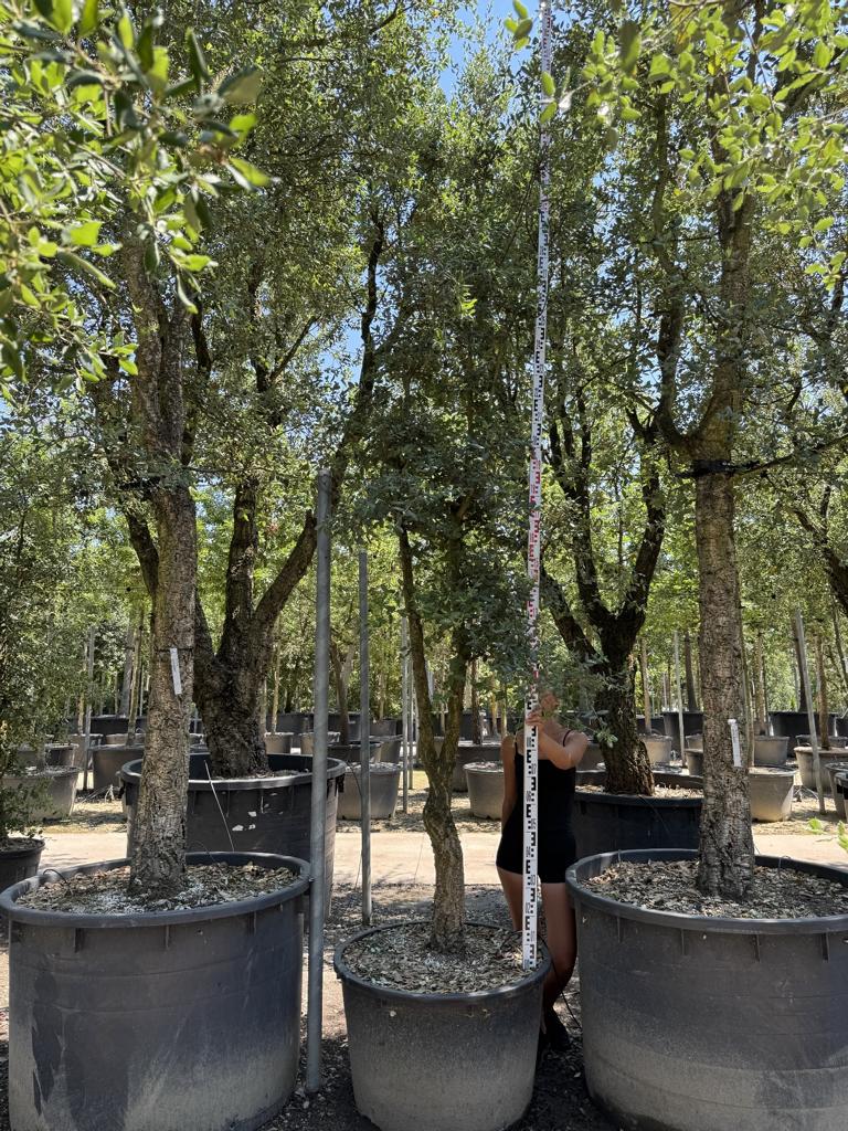 Quercus suber
