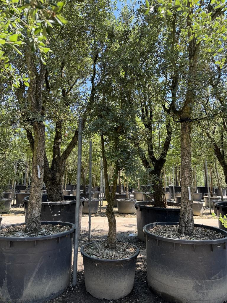 Quercus suber