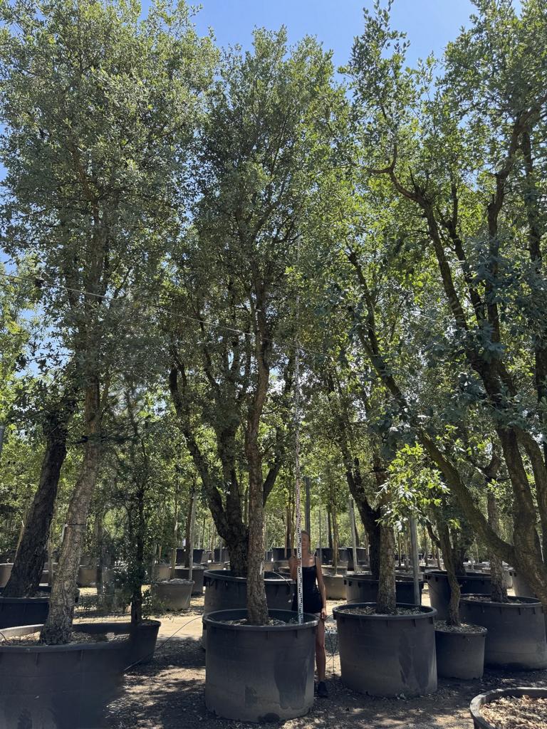 Quercus suber