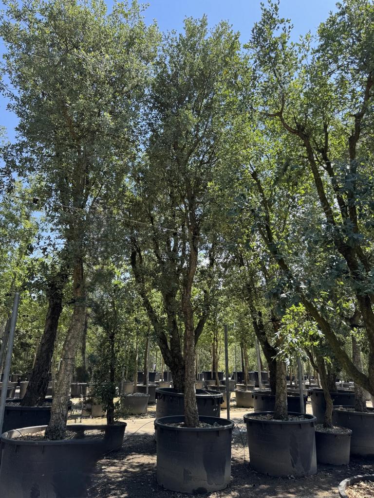 Quercus suber