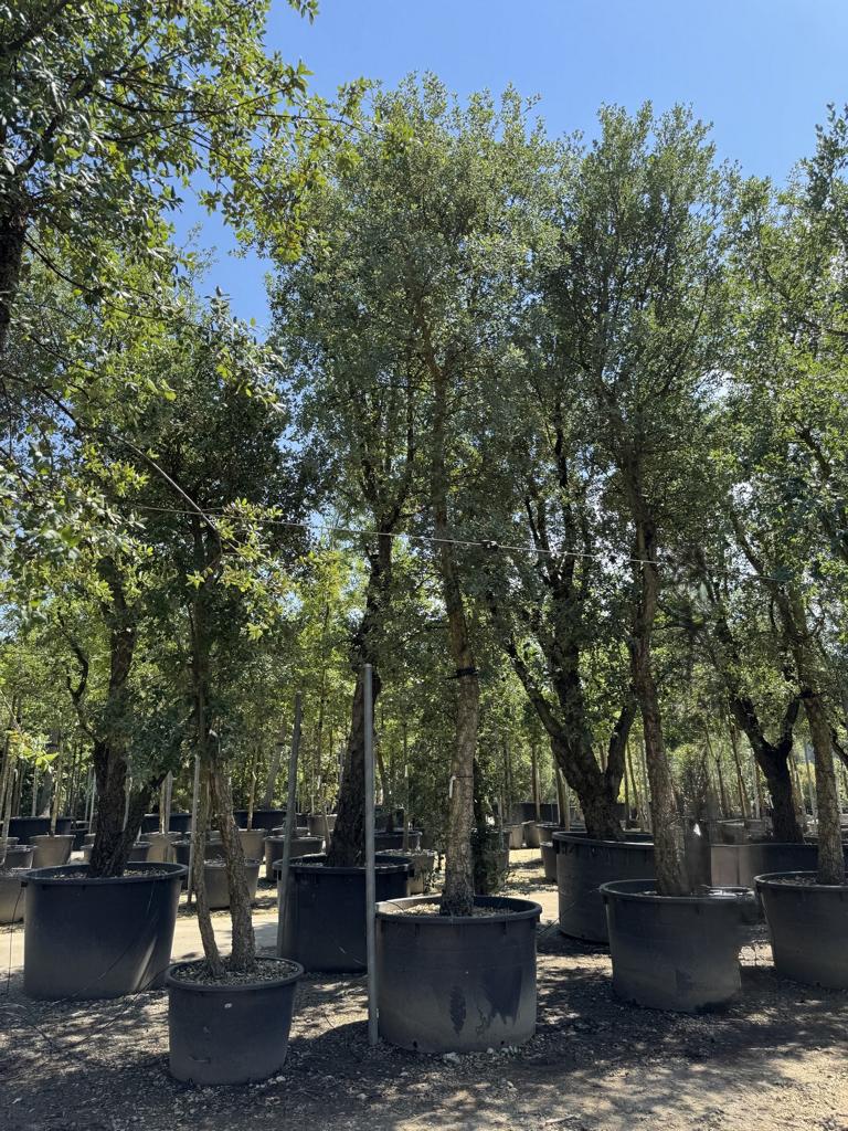 Quercus suber