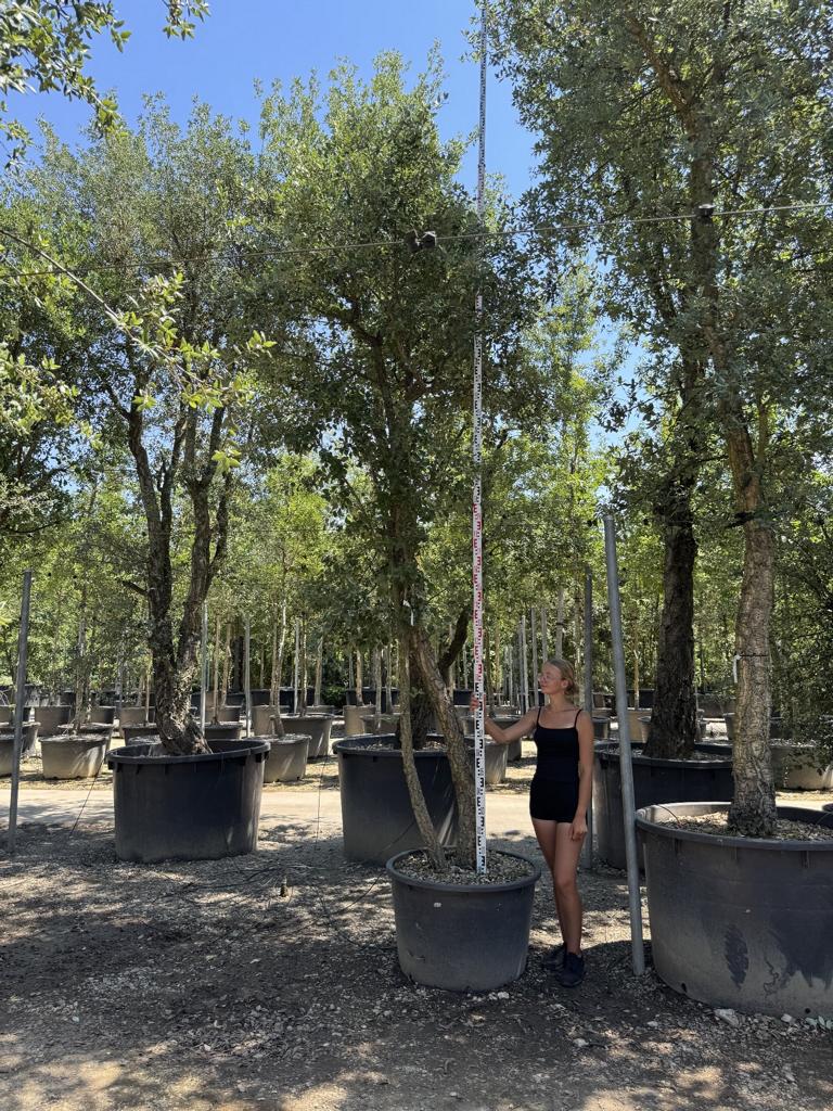Quercus suber