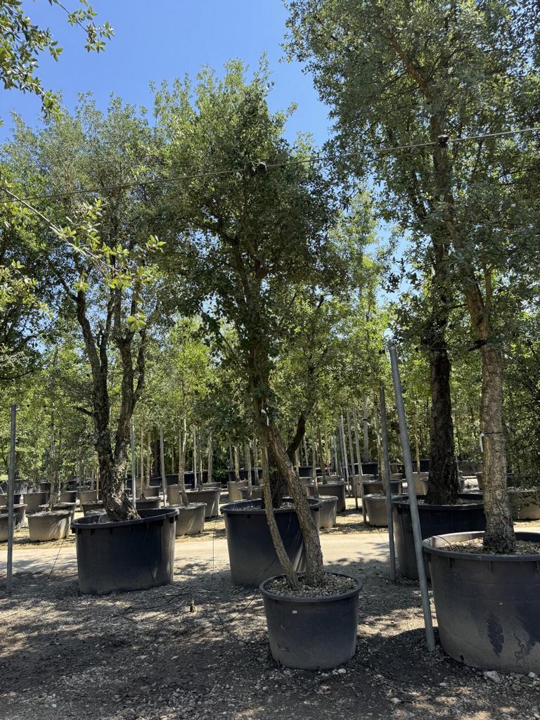 Quercus suber