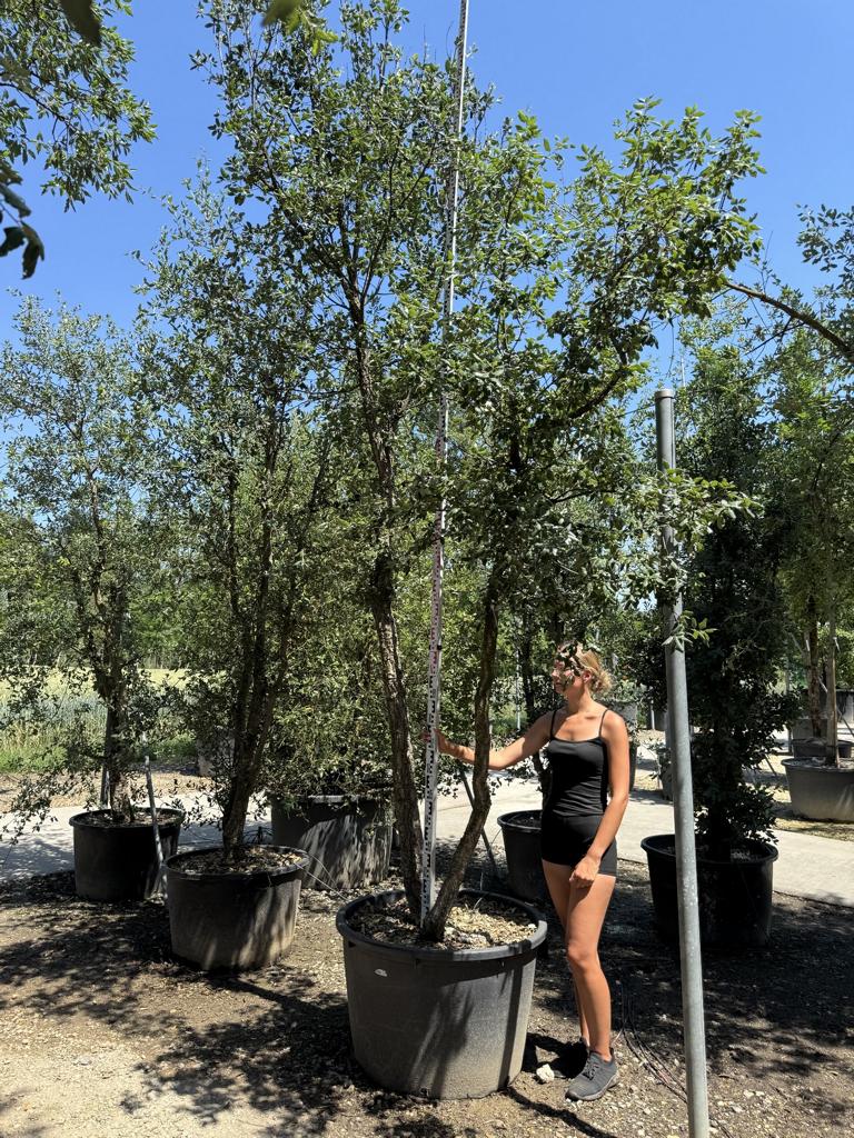 Quercus suber