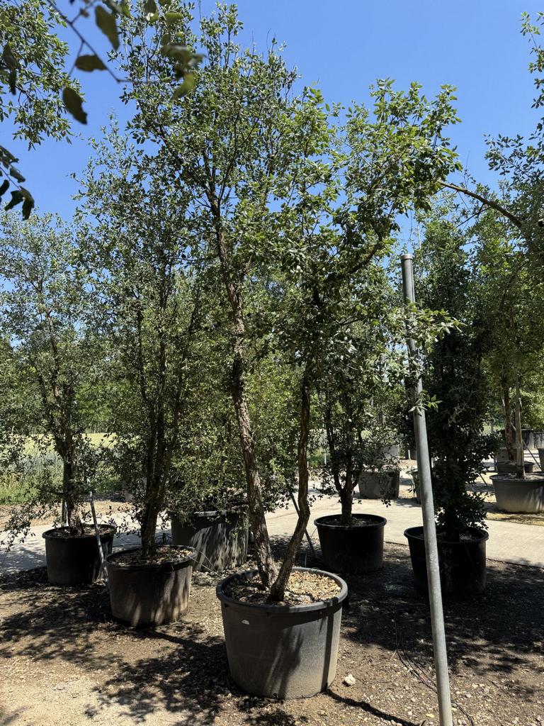 Quercus suber