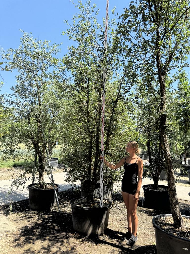 Quercus suber
