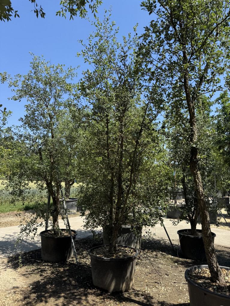 Quercus suber