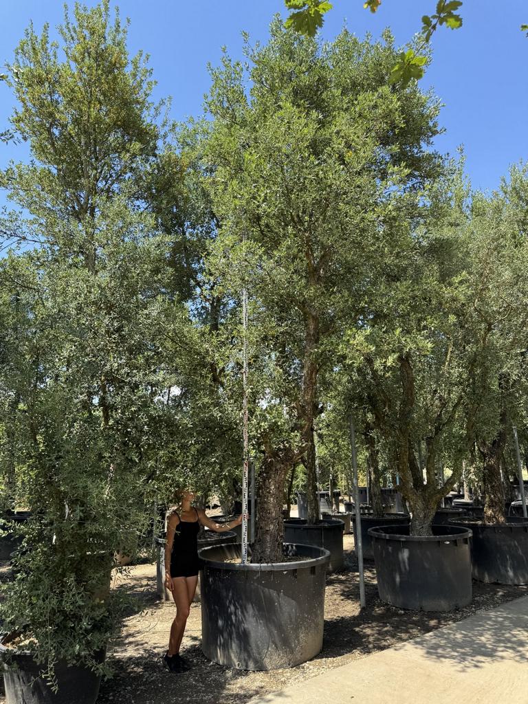 Quercus suber