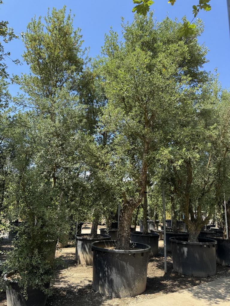 Quercus suber
