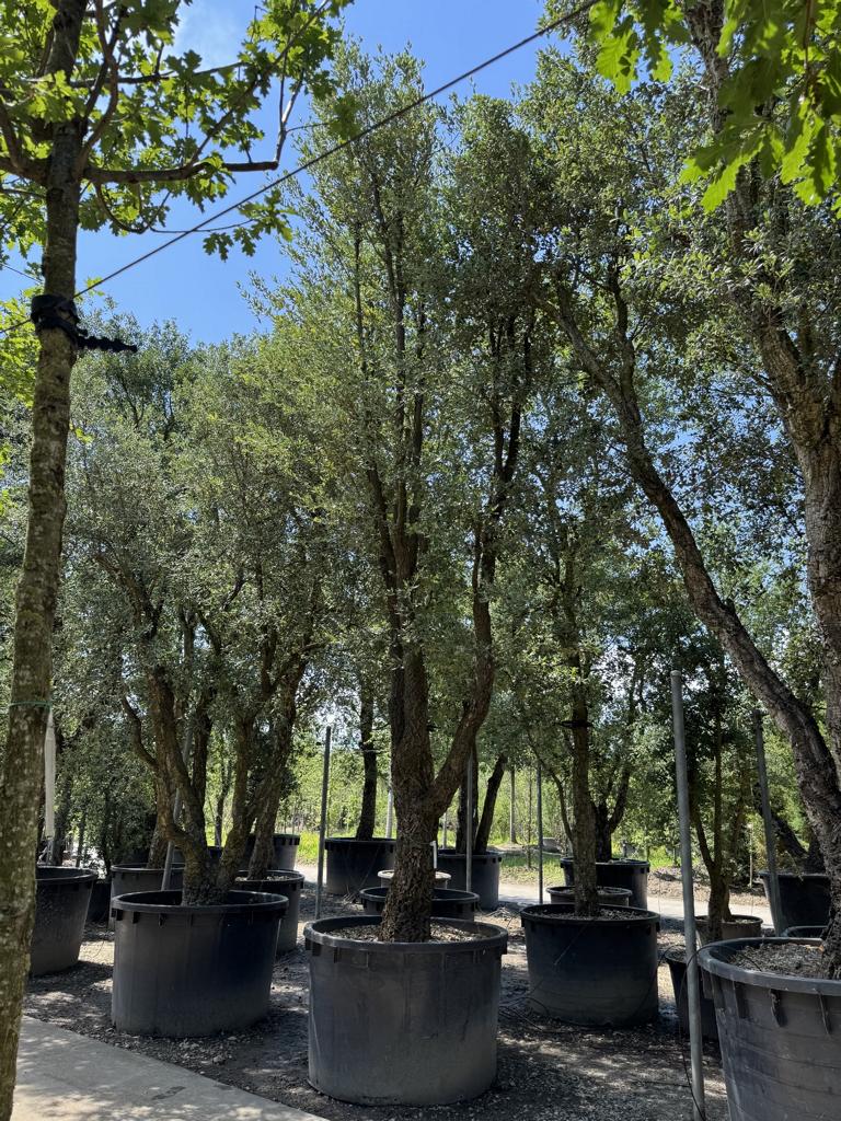 Quercus suber