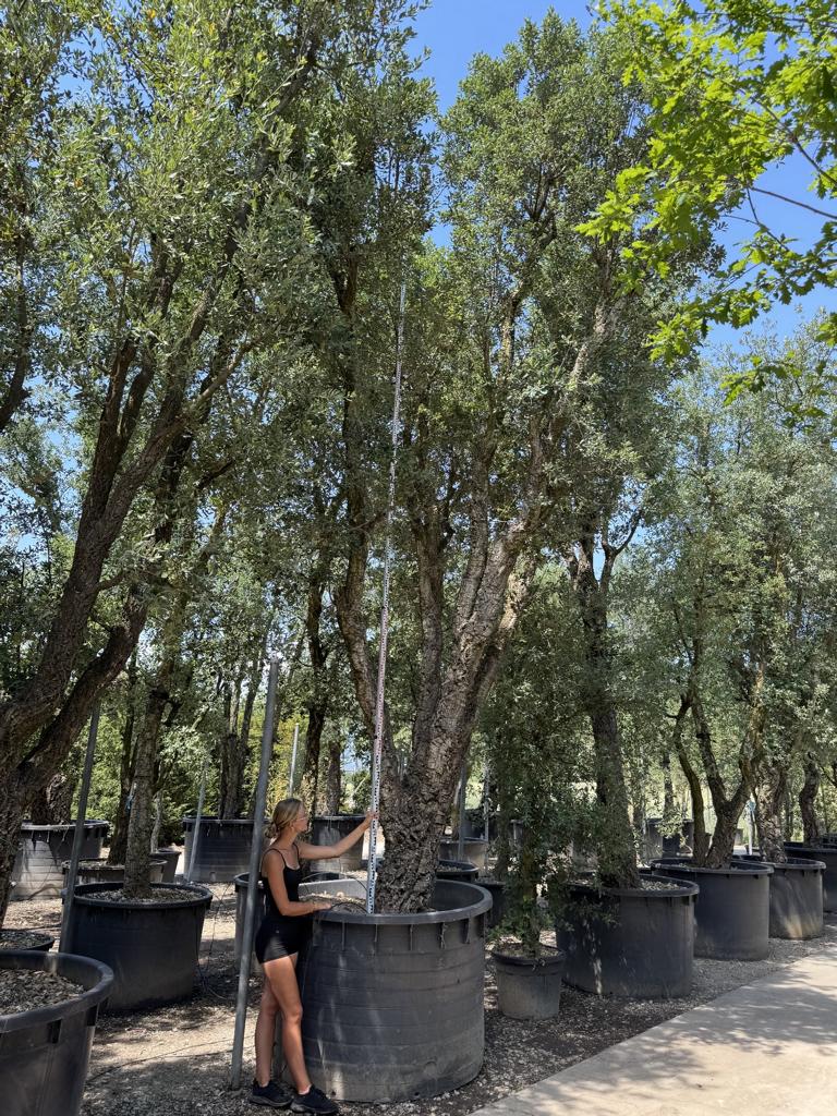 Quercus suber