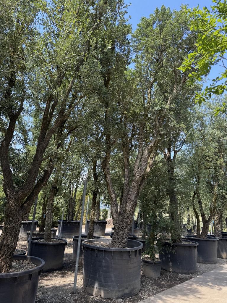 Quercus suber