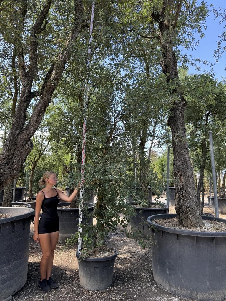 Quercus suber