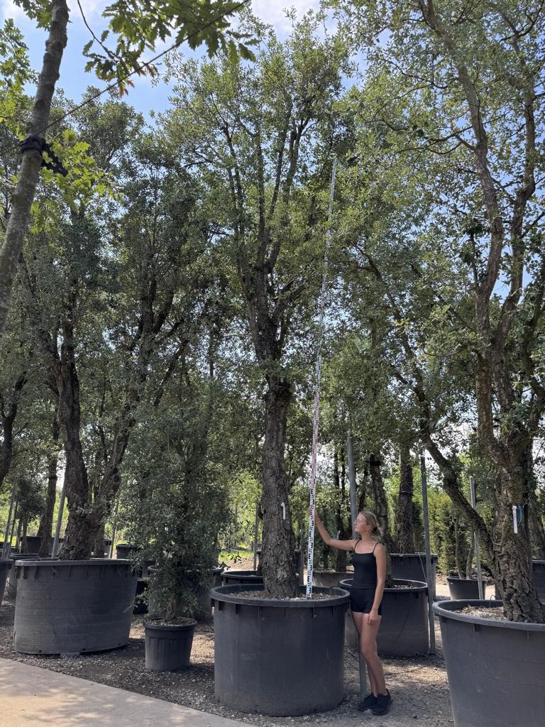Quercus suber