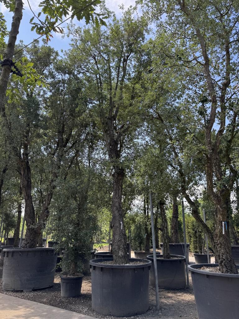 Quercus suber