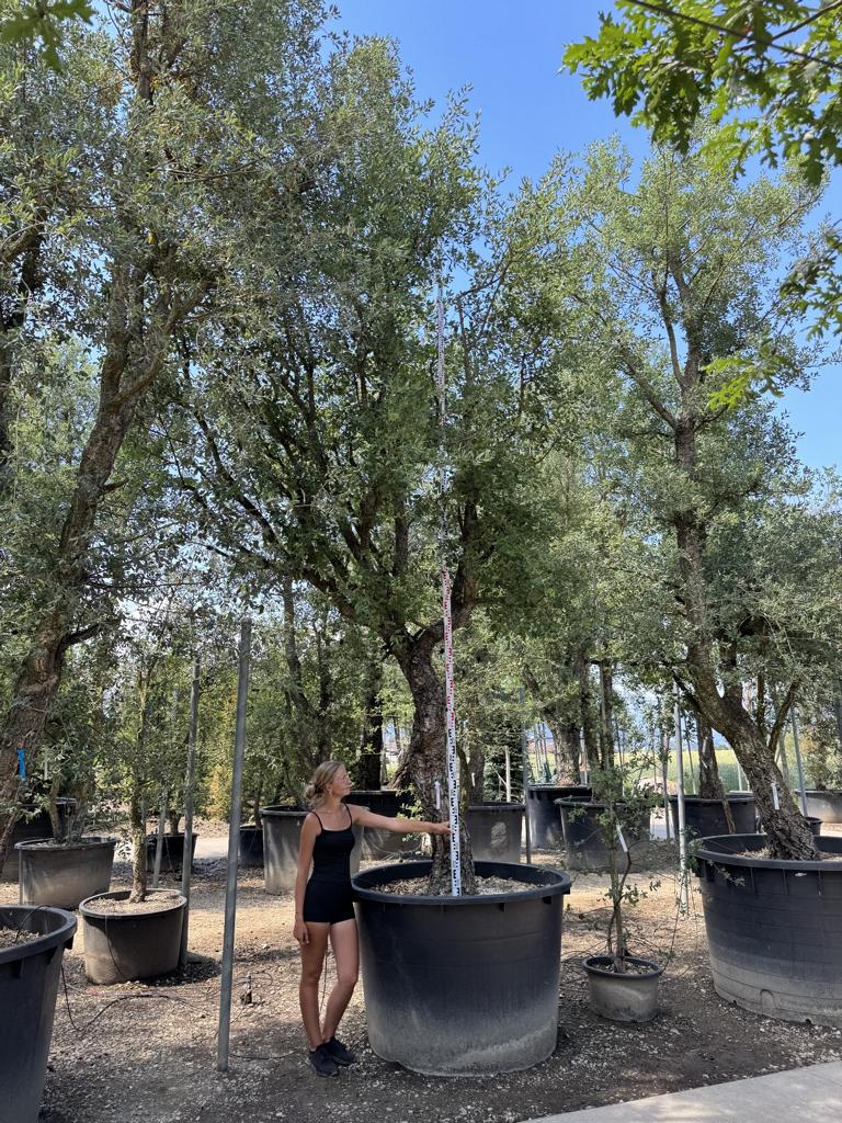 Quercus suber Schirmform