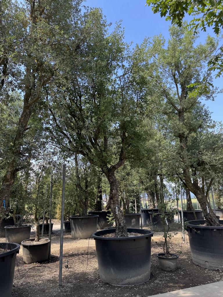 Quercus suber Schirmform