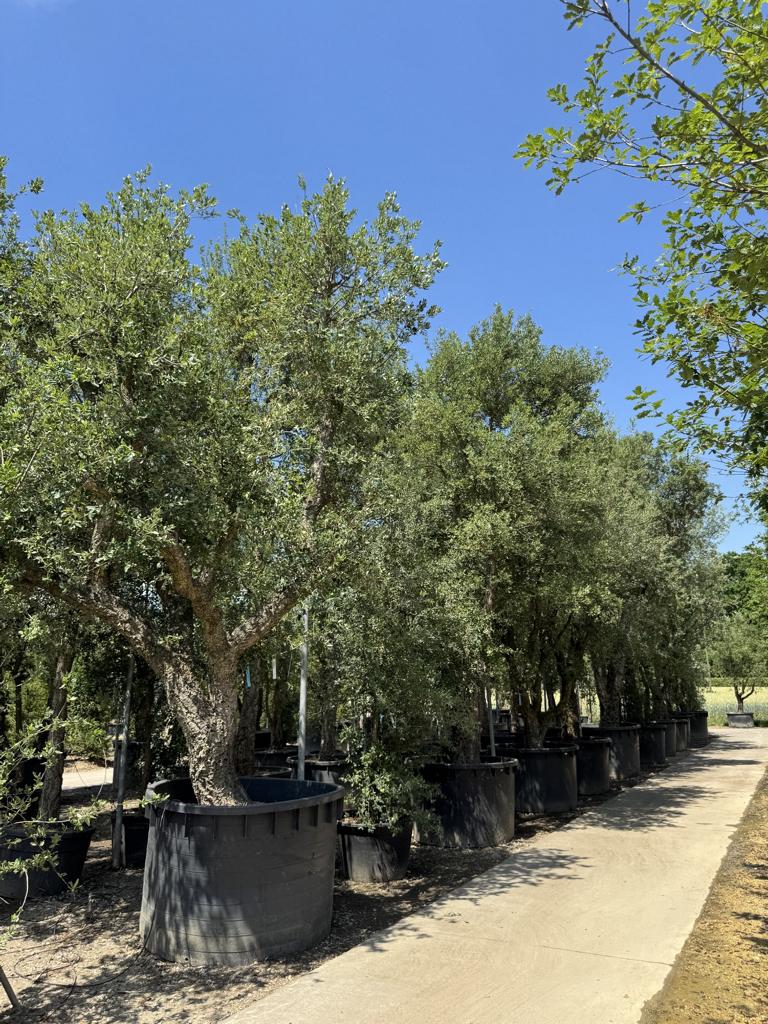 Quercus suber Schirmform