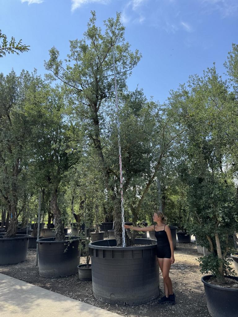 Quercus suber