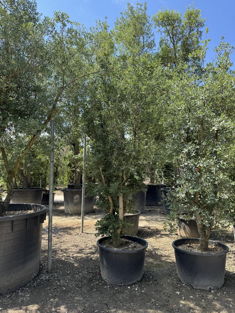 Quercus suber