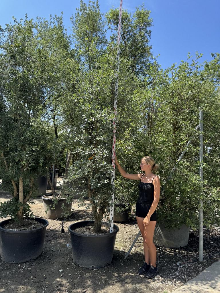 Quercus suber