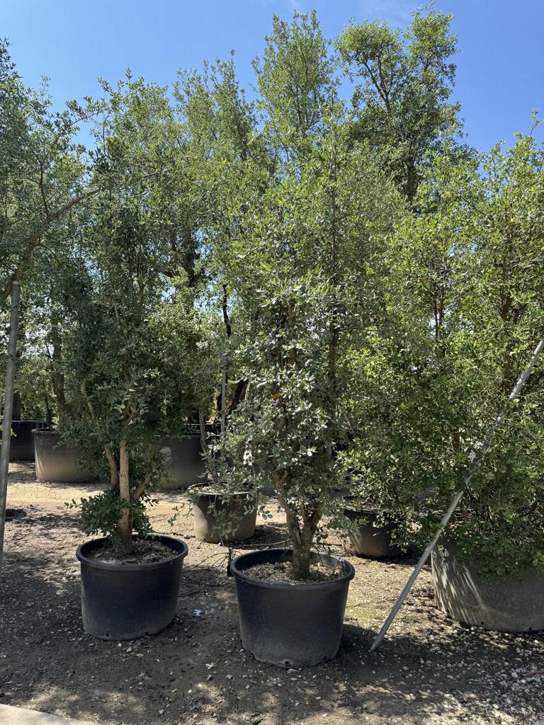 Quercus suber