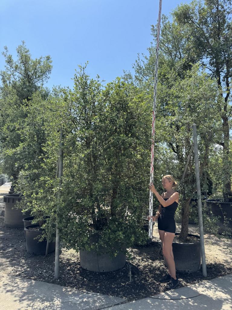 Quercus suber