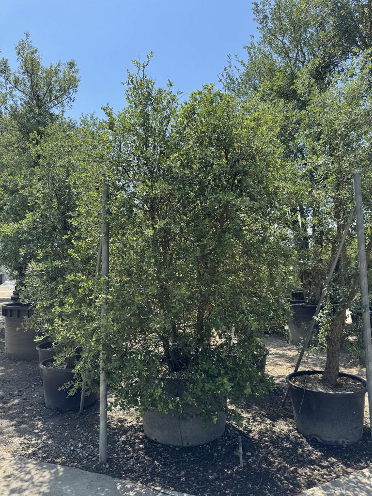 Quercus suber