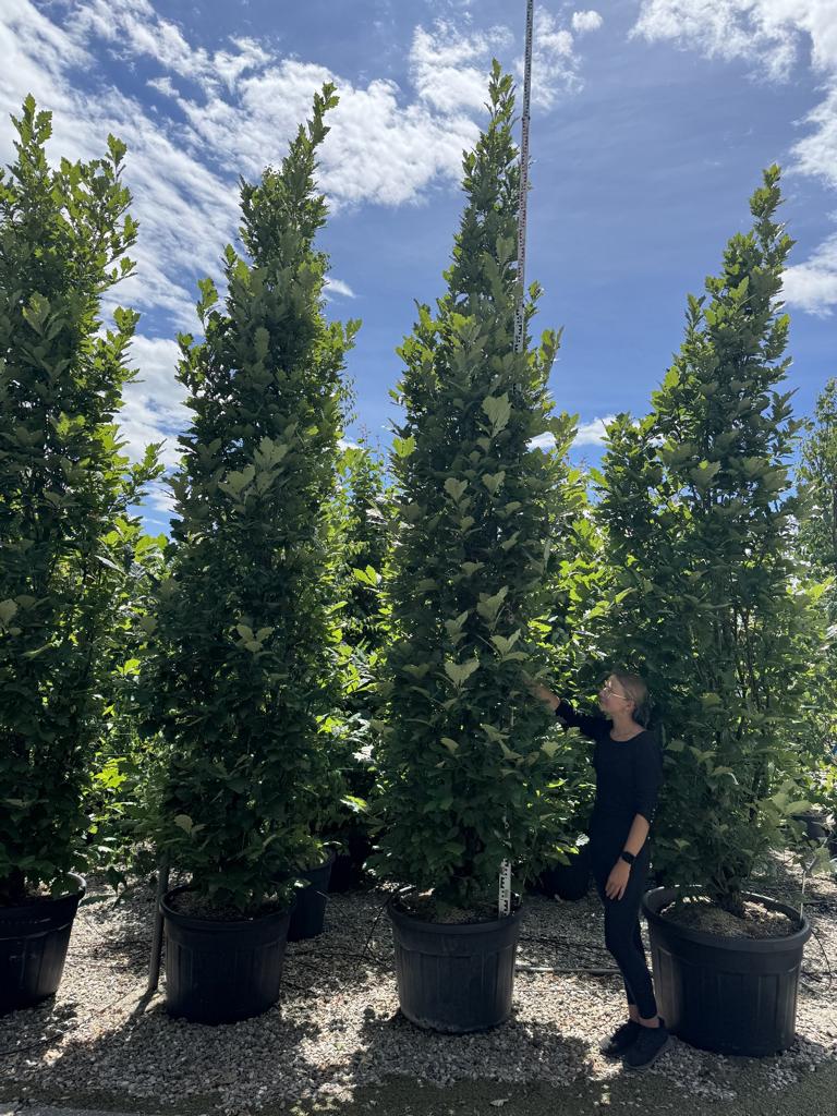 Quercus warei 'Regal Prince'