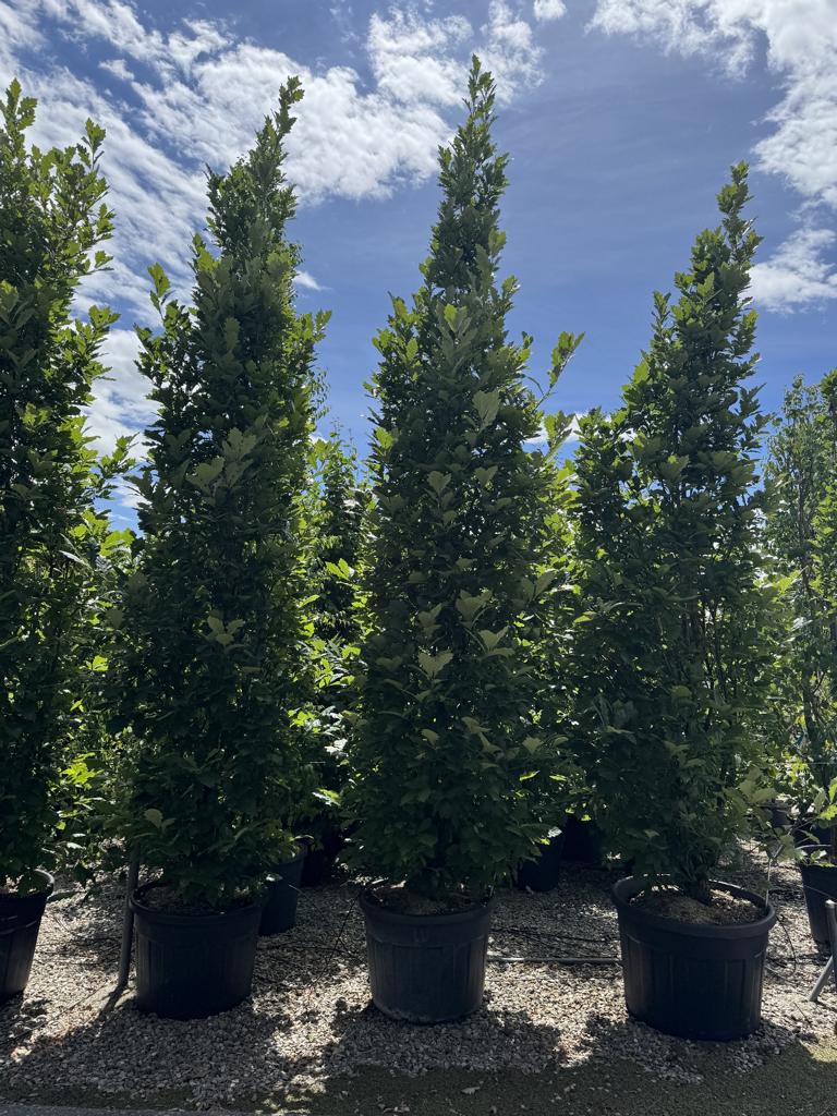 Quercus warei 'Regal Prince'