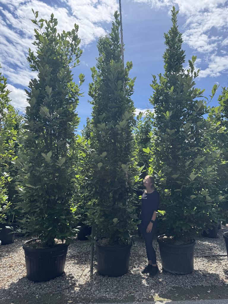 Quercus warei 'Regal Prince'