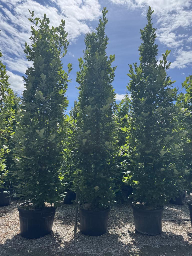 Quercus warei 'Regal Prince'