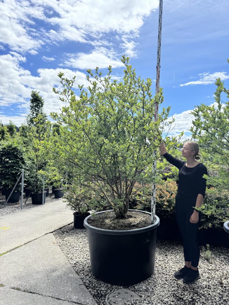 Magnolia stellata