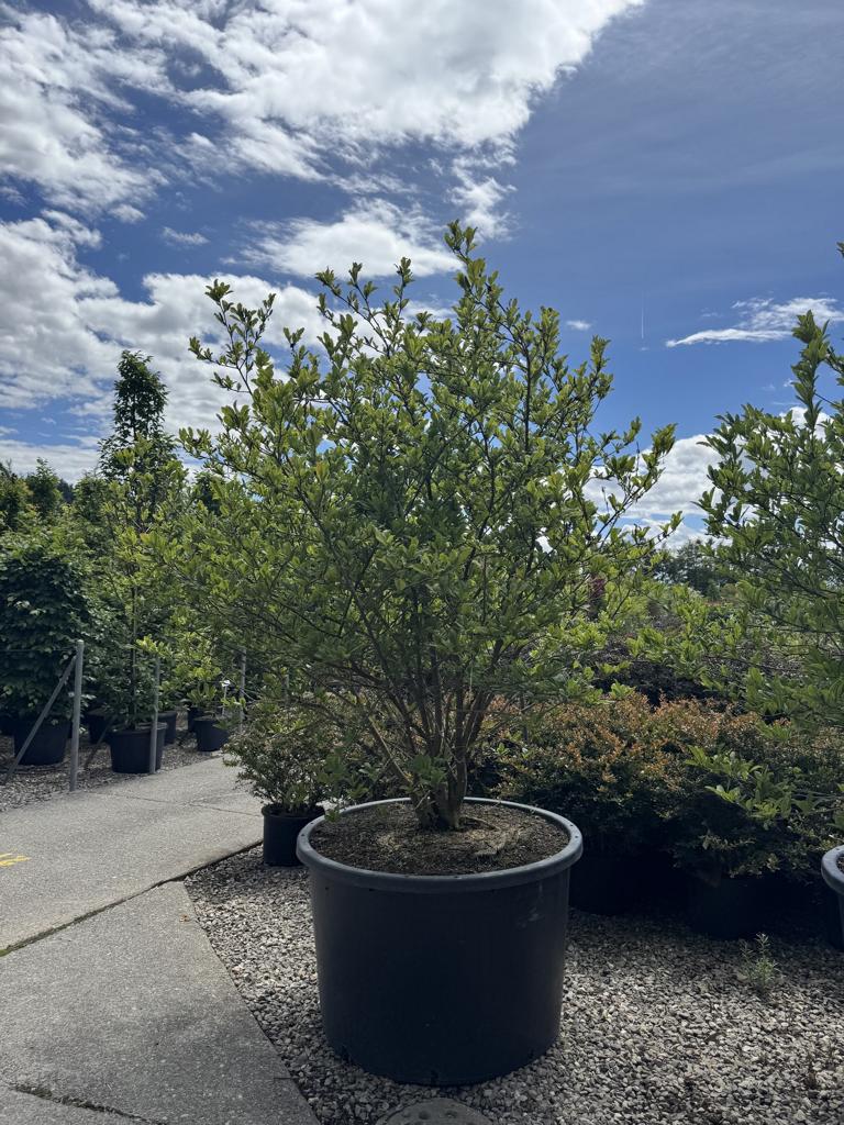 Magnolia stellata