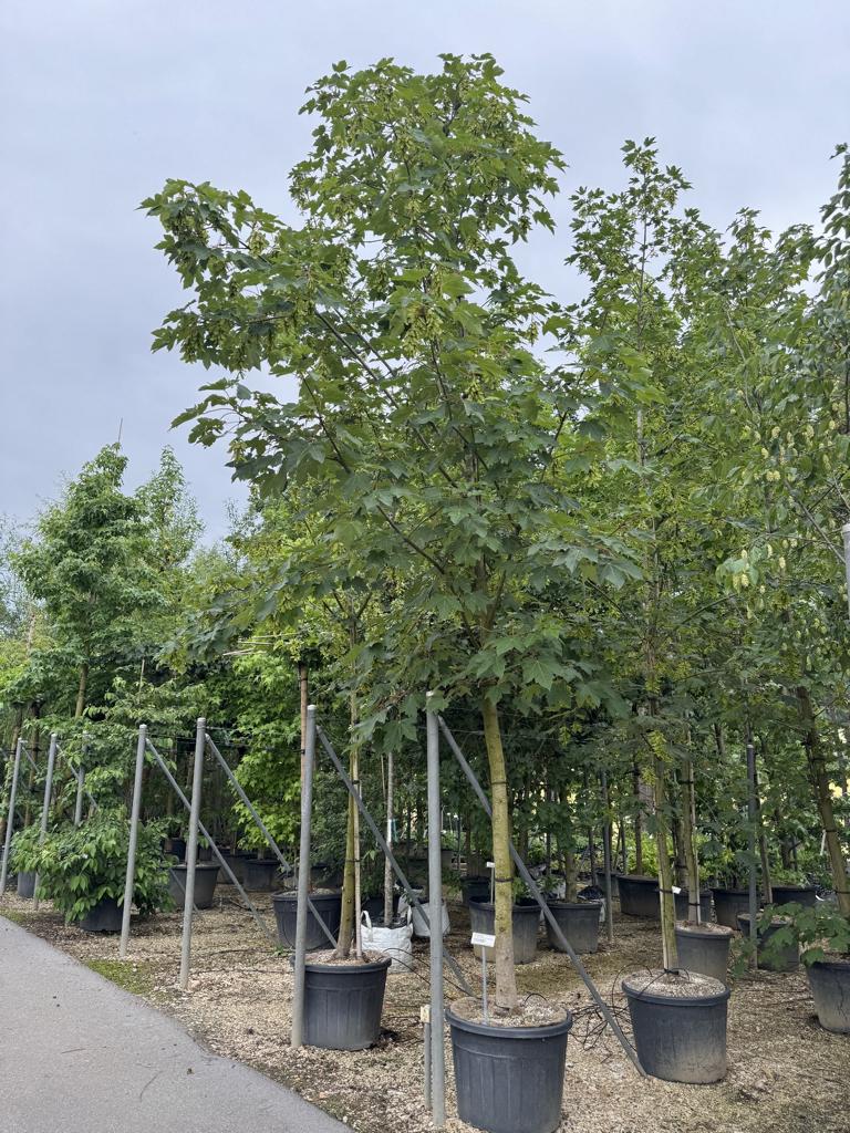 Acer pseudoplatanus