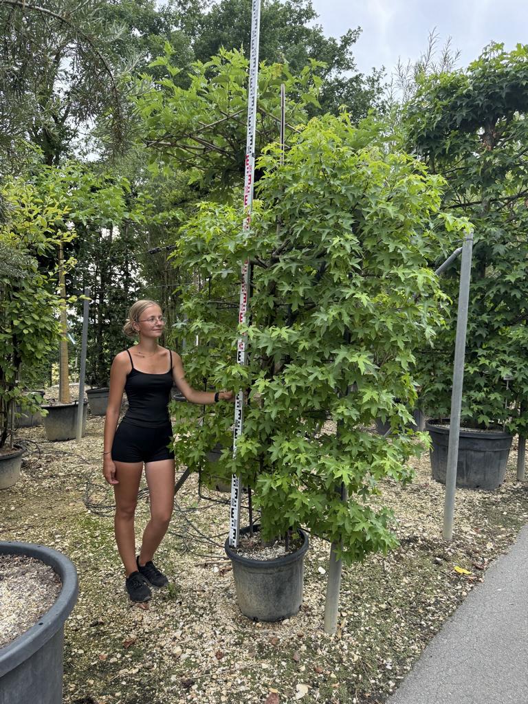 Liquidambar styraciflua Spalierform