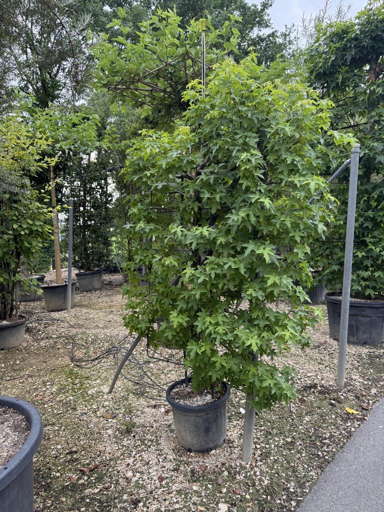 Liquidambar styraciflua Spalierform