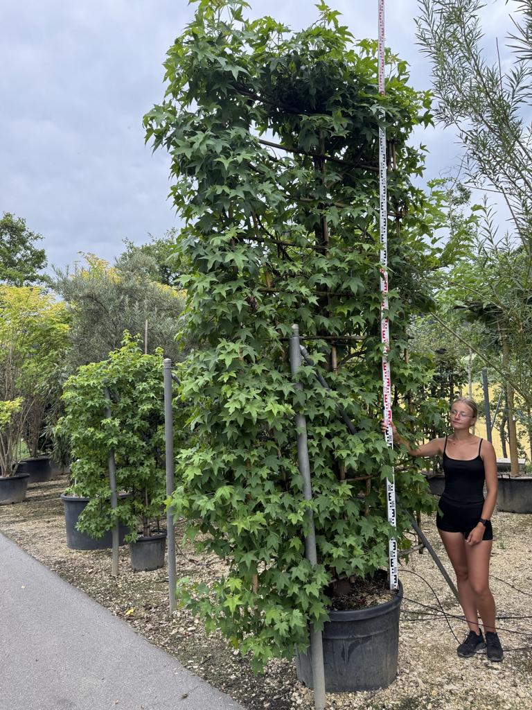 Carpinus betulus Spalierform