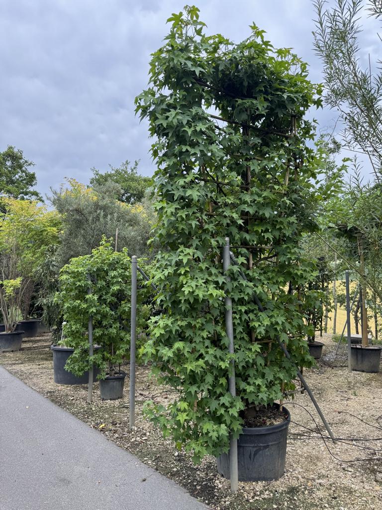 Carpinus betulus Spalierform