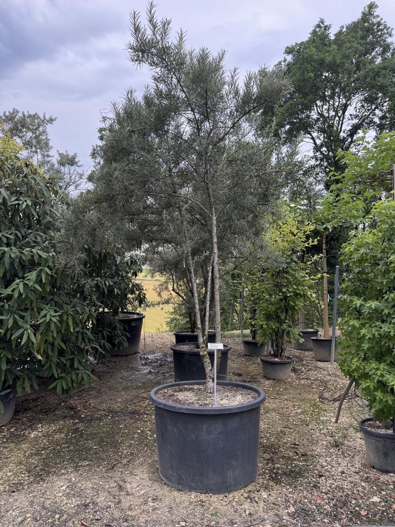 Hippophae rhamnoides