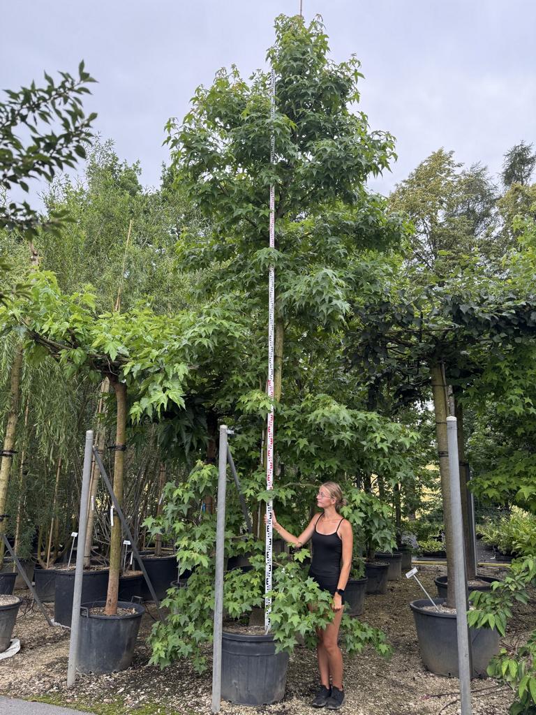 Liquidambar styraciflua